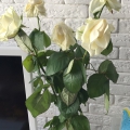 Отзыв о Доставка цветов Cvetoland.ru: Очень плохо. Цветы живут менее 12 часов