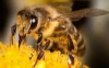 Аренда пчёл +7 (861) 238-83-61