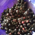 Отзыв о Черная смородина «Вологодская ягода»: Пришлось выкинуть