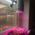 Отзыв о Оконный светильник для растений на тройной присоске с регулируемым кронштейном "Эниф" мощностью 20-5: Оконный светильник для растений "Эниф"