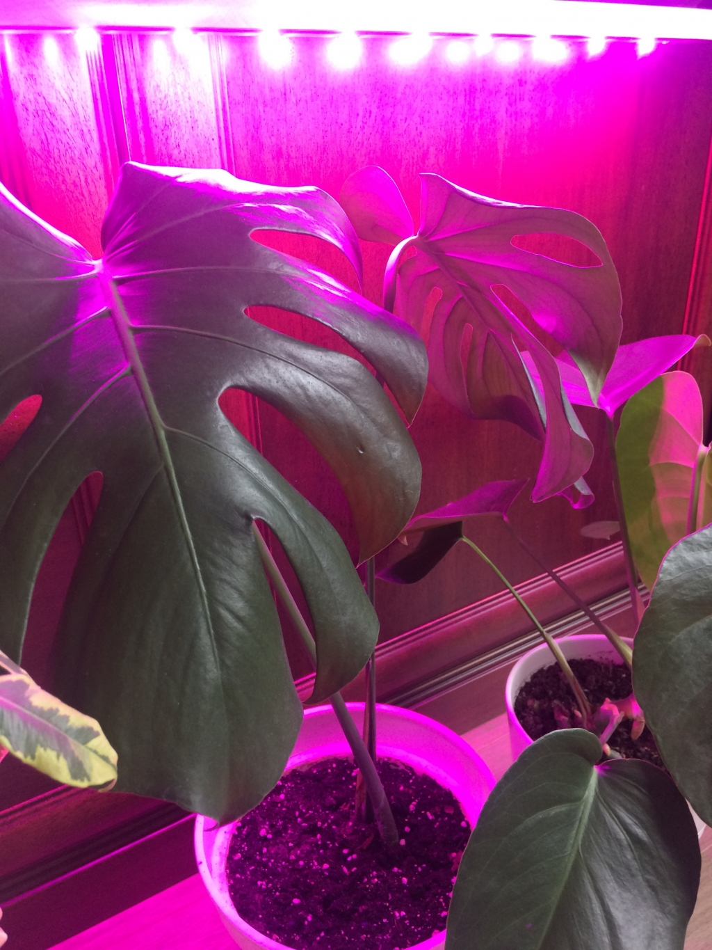 Светильник на удобных присосках для растений на подоконнике "Майя" - Светильник на удобных присосках для растений на подоконнике "Майя"