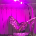 Отзыв о Подсветка для растений в горшках "Фейт": Подсветка для растений в горшках "Фейт"