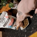 Отзыв о Сухой корм для кошек Nutro: Супер премиум корм для моего сфинкса