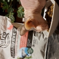 Отзыв о Сухой корм для кошек Nutro: Супер премиум корм для моего сфинкса