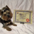 Отзыв о Школа дрессировки Akita Dog School: Akita Dog School официальное сообщение