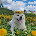 Отзыв о Akita Dog School: Собака-компаньон