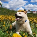 Отзыв о Akita Dog School: Собака-компаньон