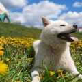 Отзыв о Akita Dog School: Собака-компаньон